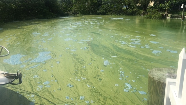 Blue-green algae in Florida