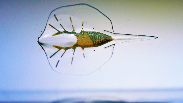A synthetic stingray that uses living cells to maneuver