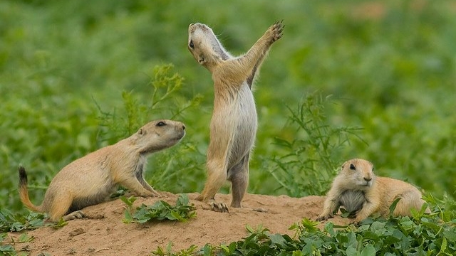 Prairie dogs, which can contract diseases fatal to them and to endangered black-footed ferrets.