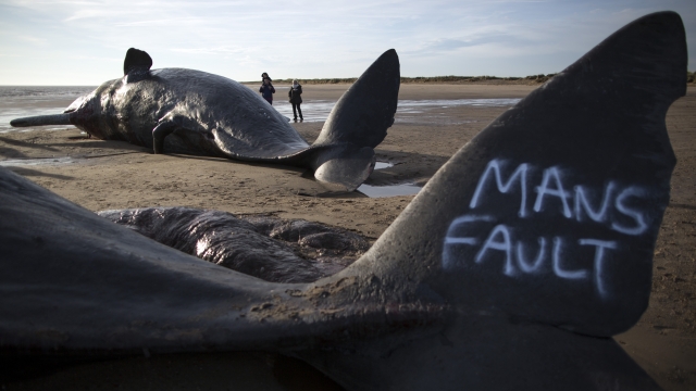 A beached whale with writing on it that says "Mans fault."