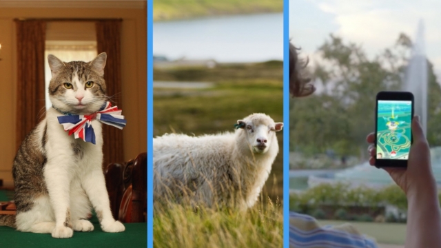 Split screen of Larry the Cat, a sheep in Faroe Islands and Pokémon Go.