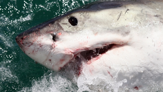 A Great White Shark is attracted by a lure on the 'Shark Lady Adventure Tour' in South Africa.