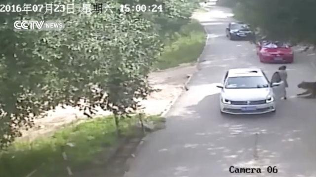 An image taken from security camera footage just before a woman was attacked by a tiger in a Chinese wildlife park.
