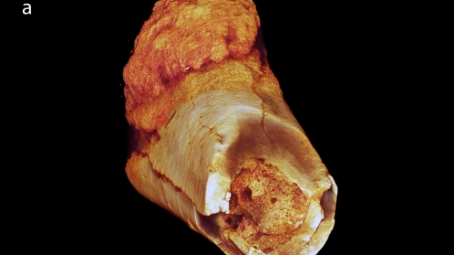 Visual representations of the bone from the study published in South African Journal of Science.