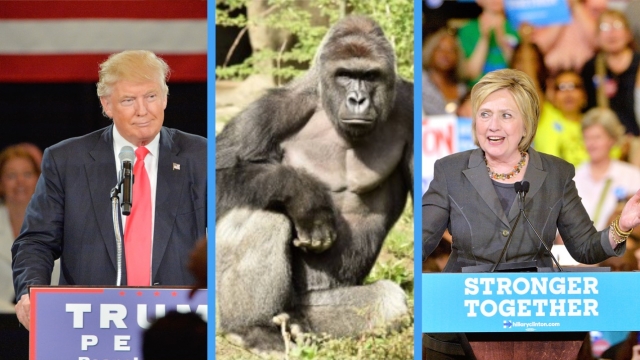 A split screen of Donald Trump wearing a blue suit and pink tie, Harambe the gorilla, and Hillary Clinton wearing a gray suit