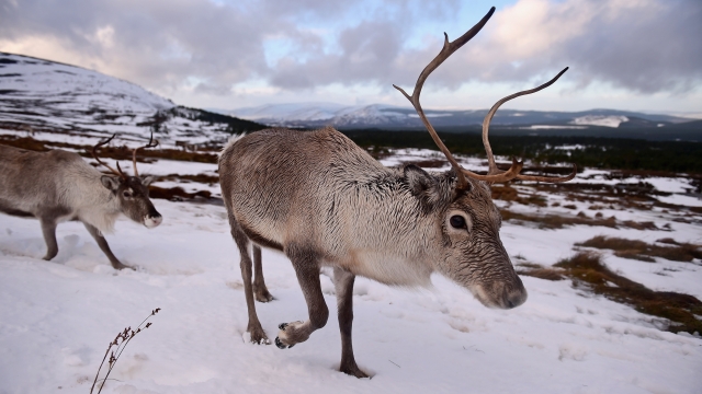 Reindeer wait to be fed.