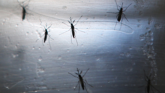 Mosquitos are seen in a lab.