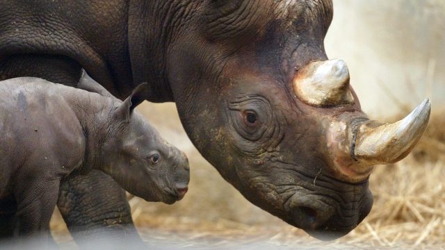 A black rhinoceros calf named Kianga stands next to his mother, Shima, in 2003 at Brookfield Zoo in Illinois.