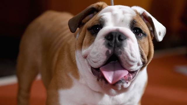 An English Bulldog attends the American Kennel Club Presents The Nation's Most Popular Breeds Of 2015.
