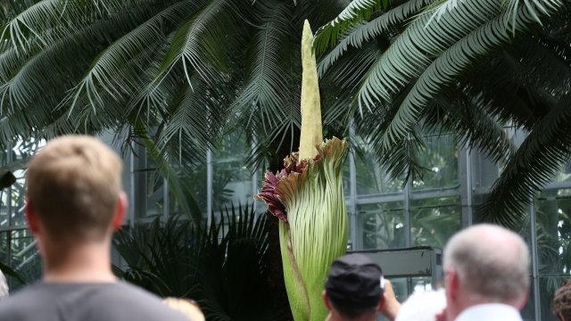 The corpse flower in Washington, D.C.
