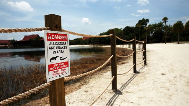 A sign with a picture of an alligator and a snake says, "Danger! Alligators and snakes in area. Stay away from water."