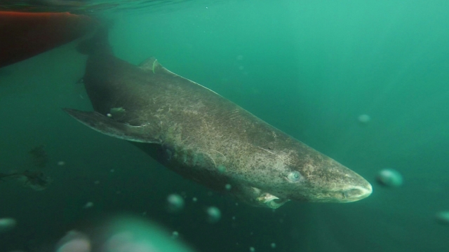 A Greenland shark swimming