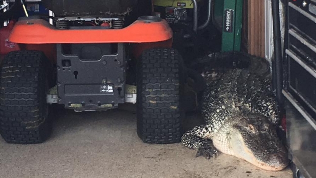 An alligator sits by a lawn mower