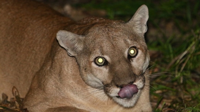A picture of a mountain lion.