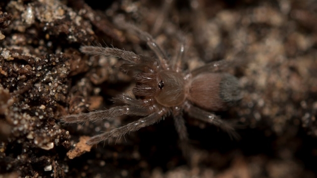 One of the Montserrat tarantulas hatched at the Chester Zoo in England.