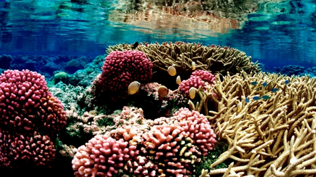 Fish swim around a coral reef