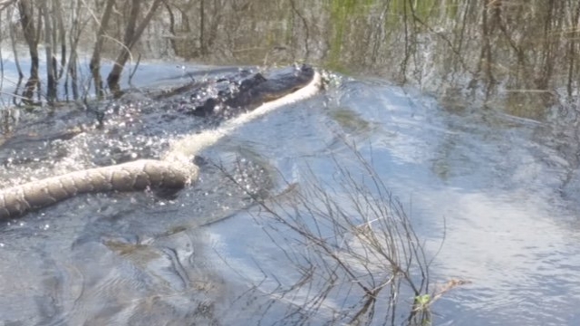 A gator swims away with a Python
