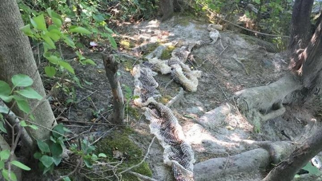 An image of snake skin that a could be from an alleged giant snake called Wessie.