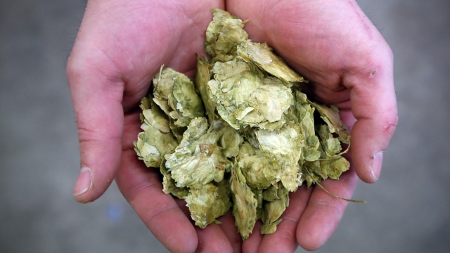 A man holds hops as he demonstrates the brewing process.