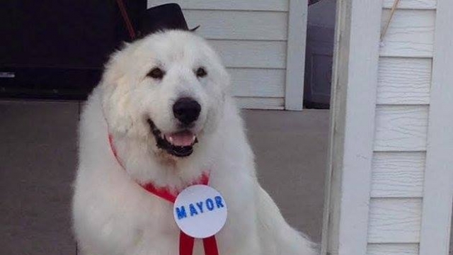Duke the dog, who is the honorary mayor of Cormorant, Minnesota