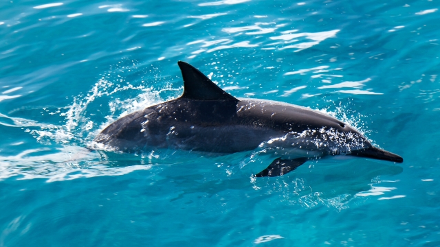 A dolphin surfaces along the south shore of Kauai.