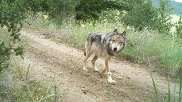 A gray wolf walks on a path in Washington state.