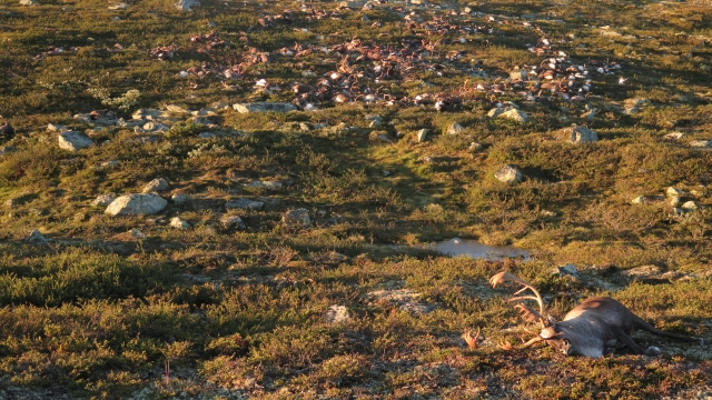 Photo of the reindeer found dead in Norway.