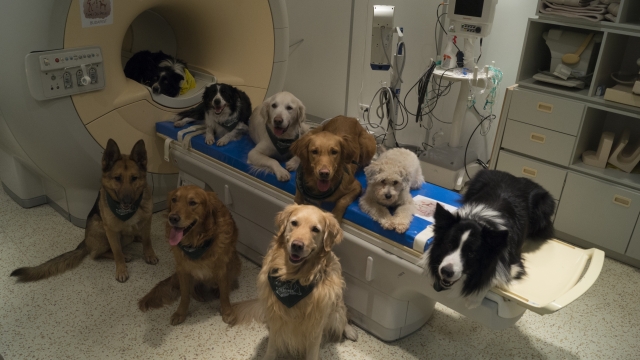 Dogs gathered around an MRI machine