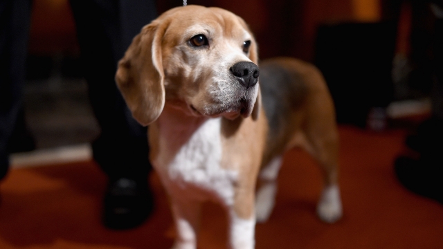 A beagle dog stands and stares to its left.