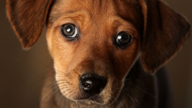 A 7-week-old Dachshund cross puppy waits to be re-homed as it stares with big eyes.