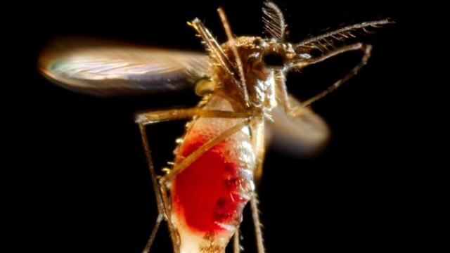 A female Aedes aegypti mosquito takes flight as she leaves her host’s skin surface.