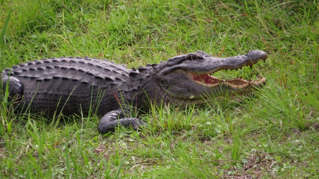 A photo of an alligator in Florida