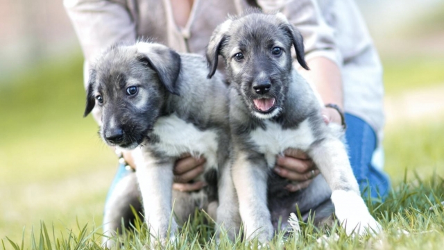 Two identical Irish Wolfhound puppies