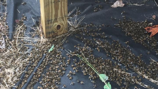 Photo of some of the millions of bees that died after a pesticide spray in South Carolina.