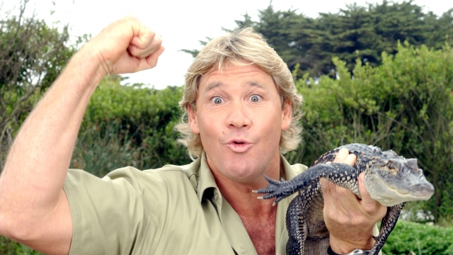 Steve Irwin holds a small alligator.