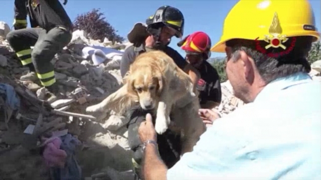 A dog named Romeo is rescued in Italy