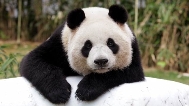 A giant chinese panda named Ai Bao rests.