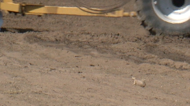 Photo of one of the prairie dogs at the construction site.