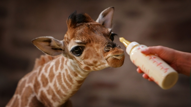 A 10-day-old giraffe is fed from a bottle.