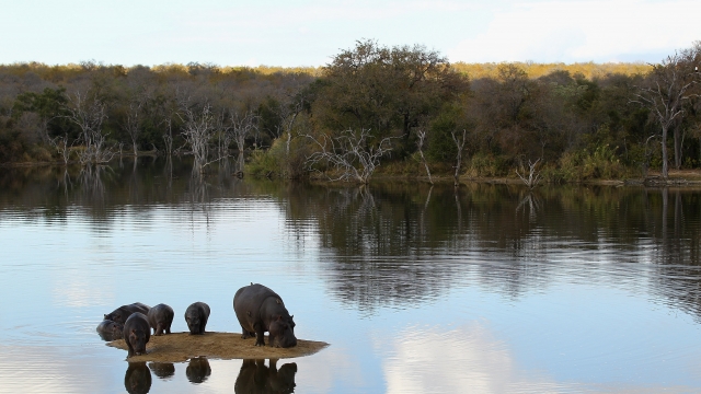 Hippopotamuses relax on a sand island on July 19, 2010 in the Edeni Game Reserve, South Africa.
