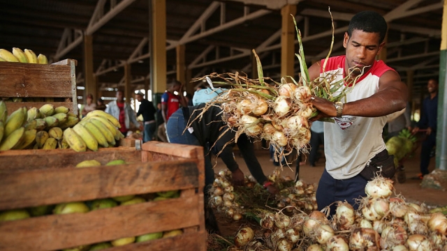 A market vendor stacks the onions in Havana, Cuba.