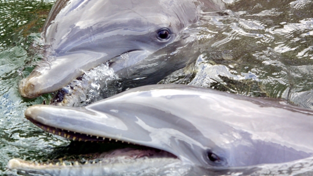 Two dolphins appear in greenish-brown water. The dolphins seem to be a grayish purple. One has its mouth open.