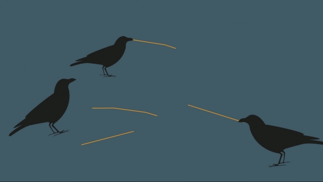 Crows with stick tools.