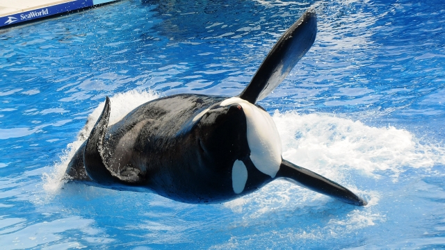 Tilikum the orca performs at SeaWorld.