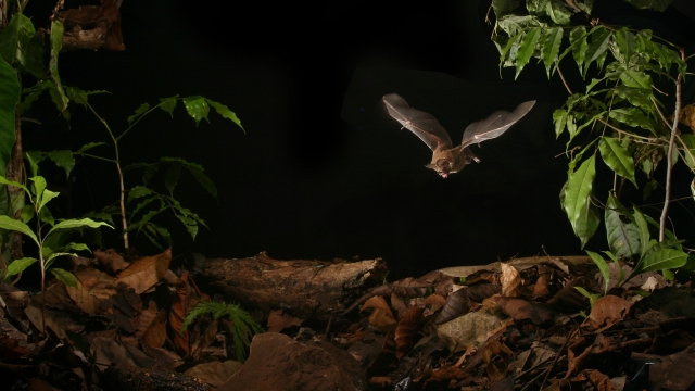 A fringe-lipped bat hunting for food.