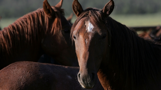 A group of wild horses wait in a holding pen after a gathering July 7, 2005 in Eureka, Nevada.