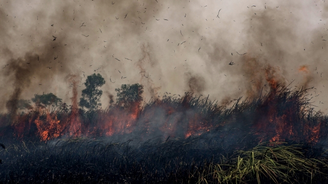 Fire burns peatland and fields at Sungai Rambutan village, Ogan Ilir district on October 2, 2015 in South Sumatra, Indonesia.