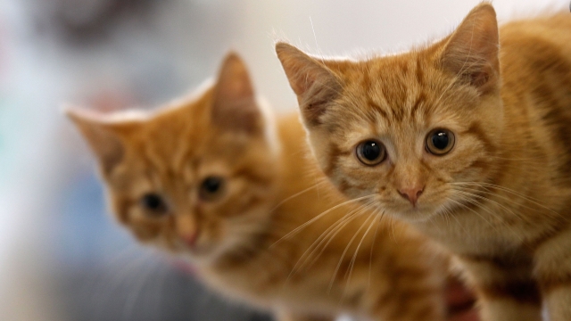 Two kittens stare at the camera.