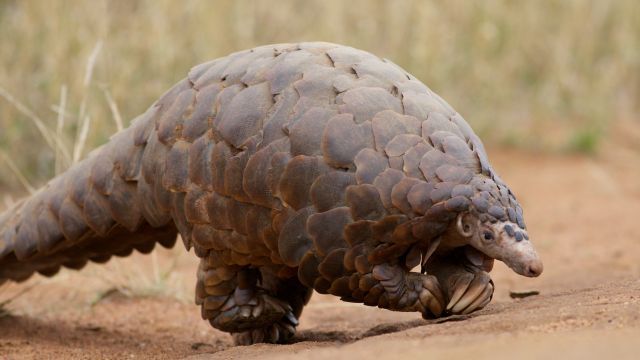 Ground pangolin at Madikwe Game Reserve in South Africa
