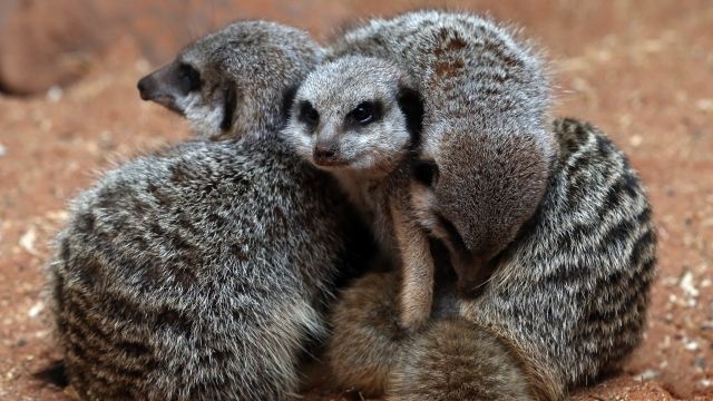 Four Meerkats huddle together